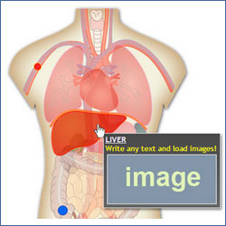 Interactive Human Body Organs Diagram